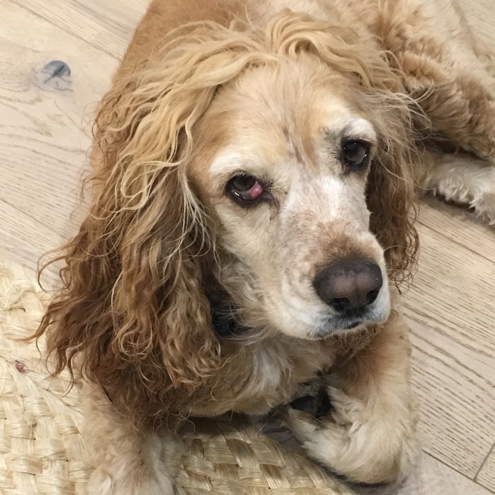 Meet your Posher, Allegra